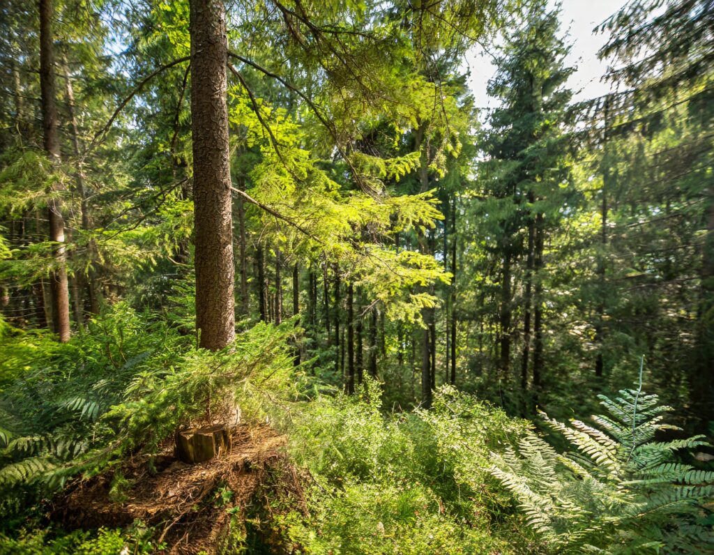 Firefly Heimisches Holz Aus Unseren Wäldern Mit Vielen Details 60033